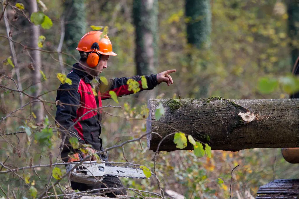 Travail d’un paysagiste en tenue de sécurité réalisant l’abattage d’un arbre dans une forêt, Établissements Rochelle, Lannion.