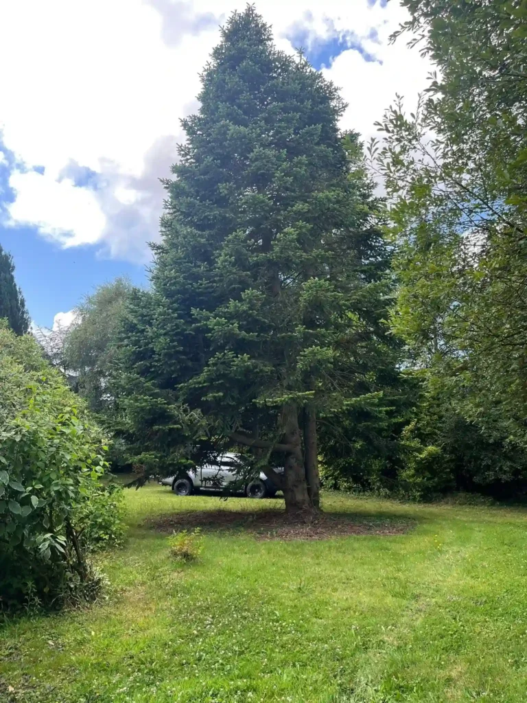Grand sapin avant abattage par un paysagiste à Lannion – Établissement Rochelle, spécialiste en élagage et entretien de jardin.