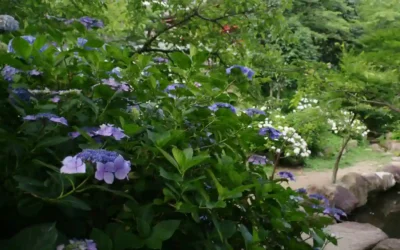 Comment tailler un hortensia ?