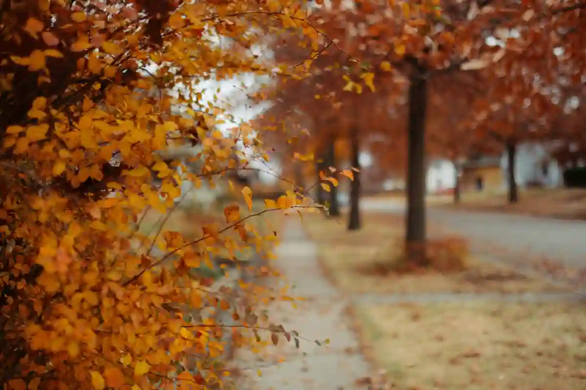 Feuilles d’automne orange et dorées – illustration de l’entretien du jardin en octobre avec les Établissements Rochelle, paysagiste à Lannion