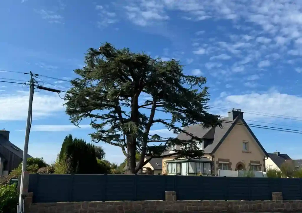 Photo d’un grand cèdre élagué et éclairci par l’entreprise Rochelle, paysagiste à Lannion dans les Côtes-d’Armor