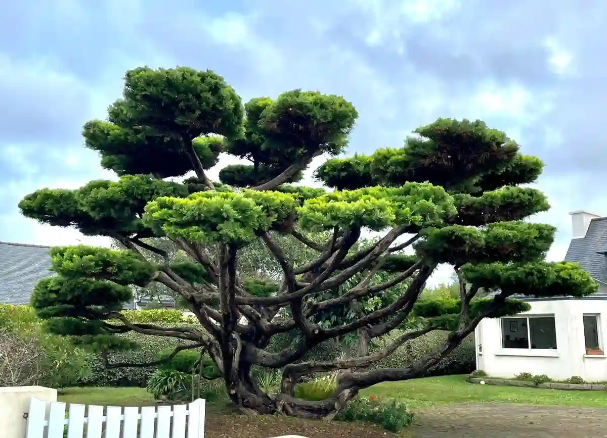 Arbre ornemental taillé en nuages lors d’une taille de formation par les Établissements Rochelle, paysagiste à Lannion dans les Côtes-d’Armor