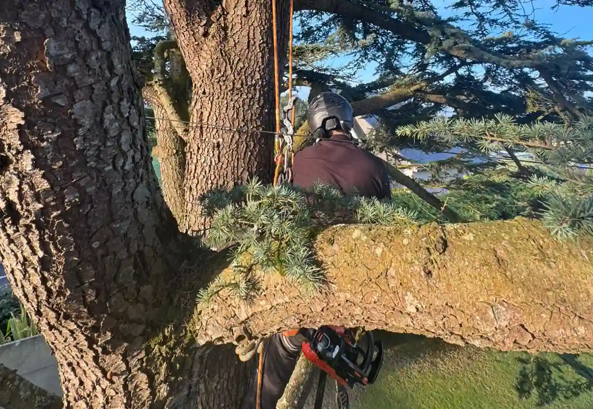 Arboriste grimpeur en pleine opération d’élagage sécurisé d’un grand arbre, intervention réalisée par les Établissements Rochelle à Lannion dans les Côtes-d’Armor