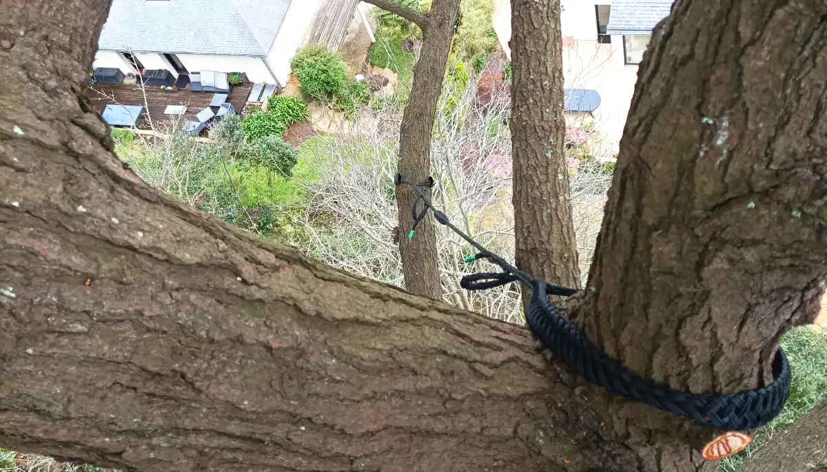 Haubanage réalisé par les Établissements Rochelle à Lannion pour sécuriser et préserver un arbre dans un jardin.