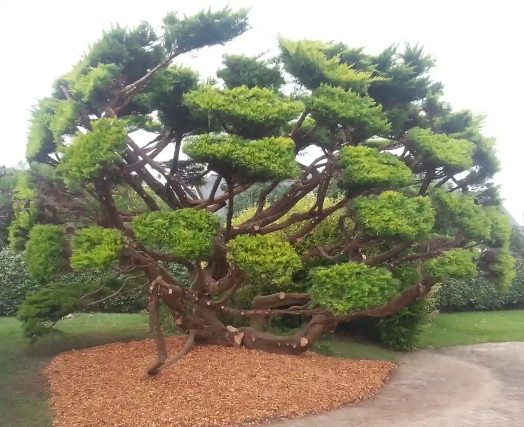 Arbre ornemental taillé en nuages après une taille de formation réalisée par les Établissements Rochelle, paysagiste à Lannion dans les Côtes-d’Armor
