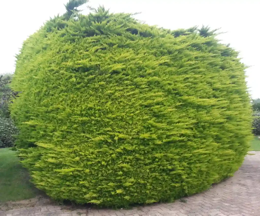 Arbre ornemental avant intervention de taille de formation, photo réalisée par les Établissements Rochelle, paysagiste à Lannion dans les Côtes-d’Armor