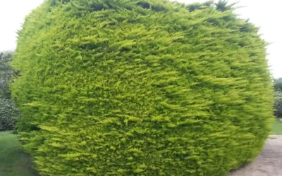 Taille de haie : que dit la loi dans le Trégor et les Côtes-d’Armor ?